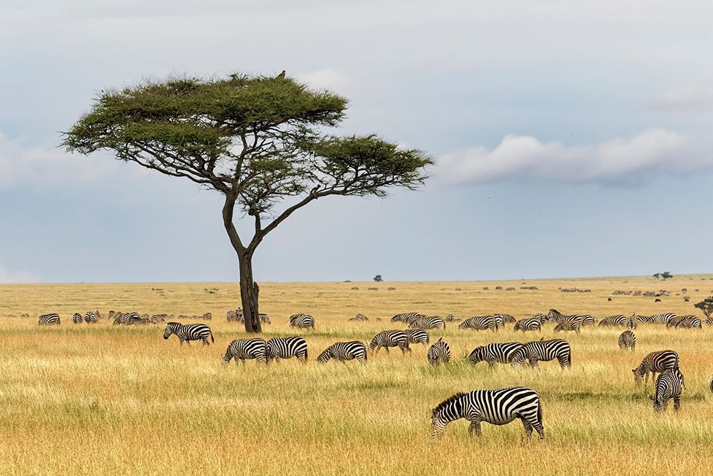 Burchells Zebra-Equus quagga burchellii-Serengeti National Park-Tanzania-Africa